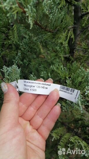 Можжевельник от производителя