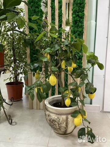 Лимонное дерево с плодами