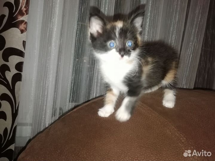 Котенок в дар