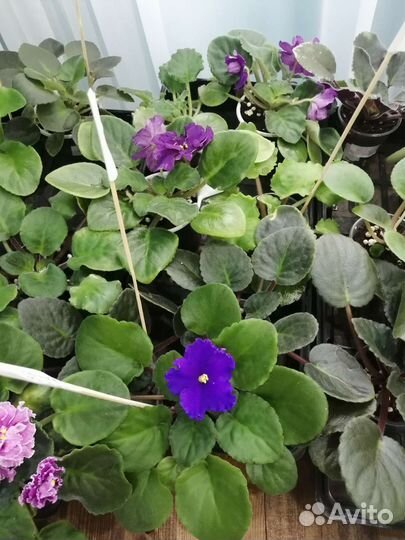 Фиалки сортовые