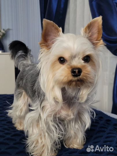 Йоркширский терьер