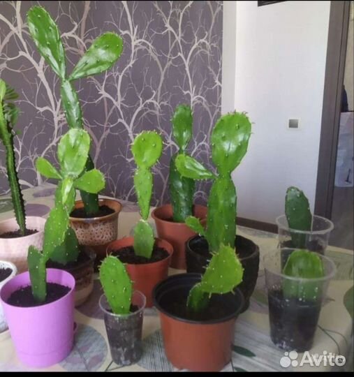 Кактусы опунция