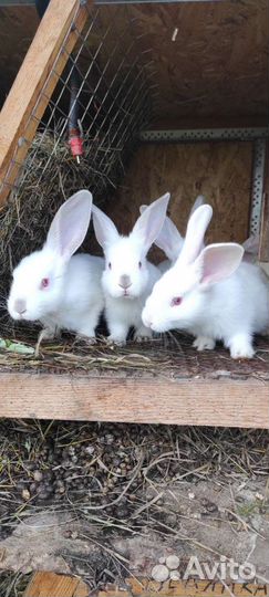 Кролики в наличии месячные