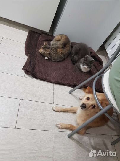 Маленький песик в добрые руки