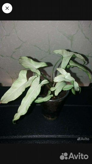 Сингониумы сортовые 2