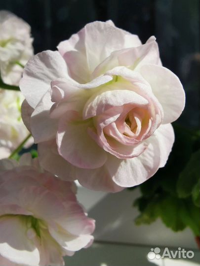 Пеларгонии сортовые