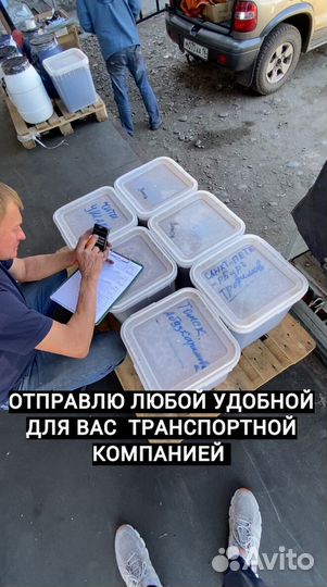 Мед оптом/Доставка по РФ