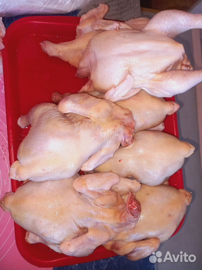 Цыплята-бройлеры
