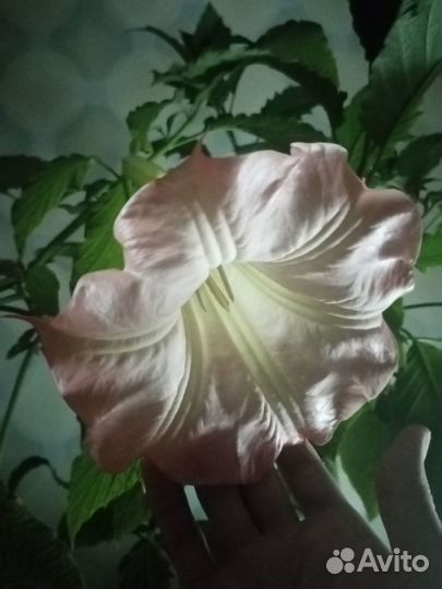 Бругмансия (черенки)