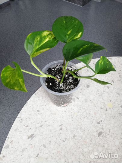 Сциндапсус золотистый