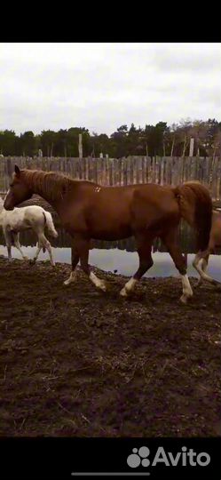 Орловские кобылы с жеребятами