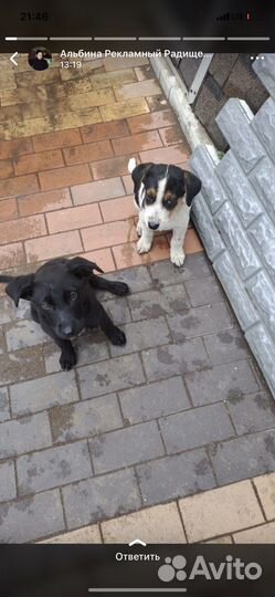 Собаки в добрые руки