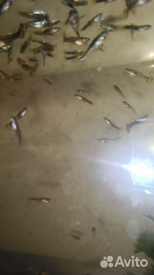 Рыбки гуппи