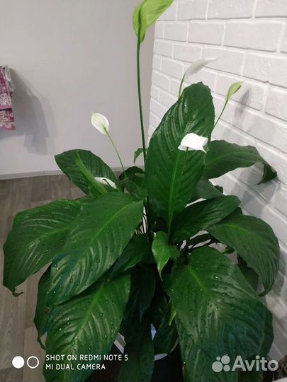 Спатифиллум гигант