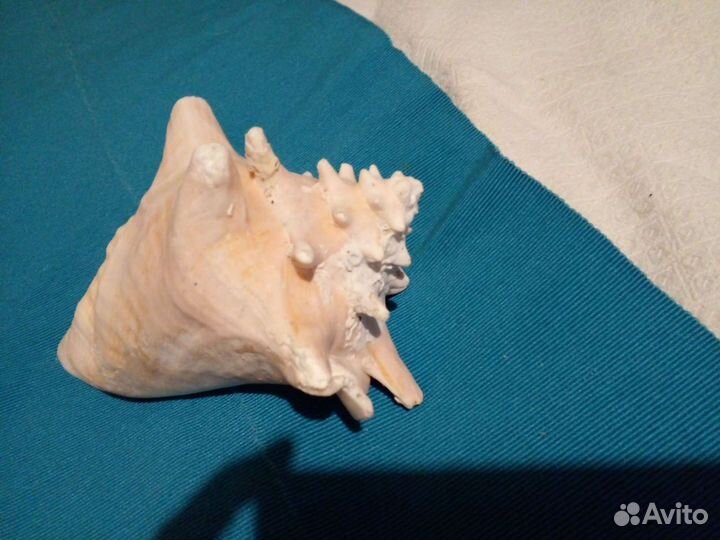 Ракушки с о. Куба, икебана пальмы, веер