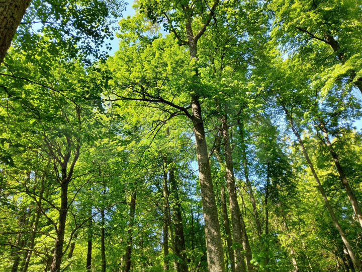 Участок 7,9 сот. (ИЖС)