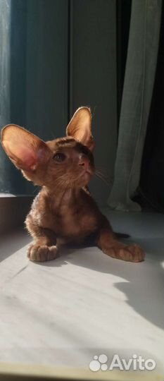 Ориентальный котенок мальчик