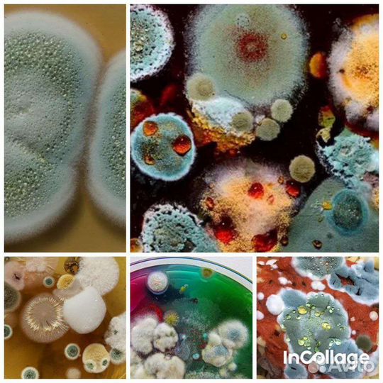 Уничтожение удаление плесени и грибка