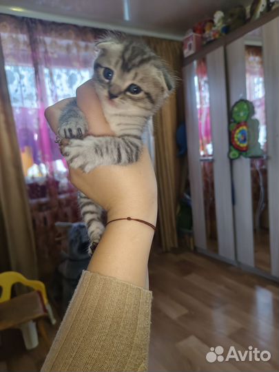 Продам котят шотландские