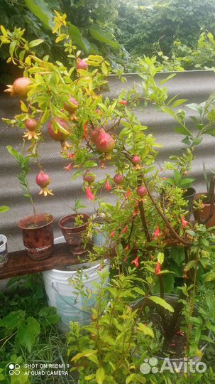 Гранат комнатный, саженцы