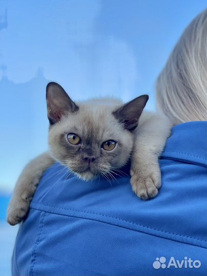 Бурманский котёнок Экстрим