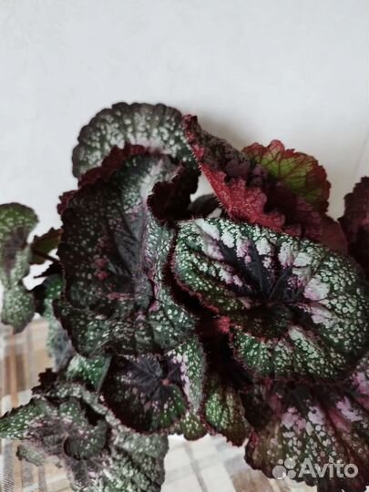 Гинура,пеперомия,колерия,лудизия,плектрантус