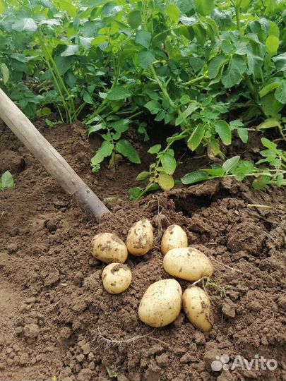 Картофель на еду