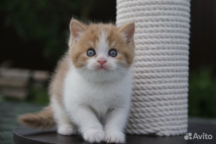 Циннамон биколор