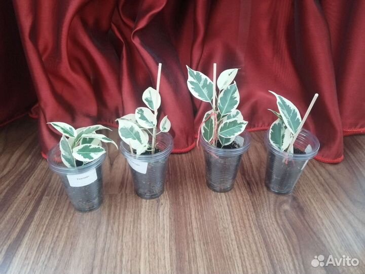 Фикус бенджамина