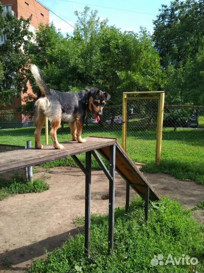 Догситтер/выгул собак