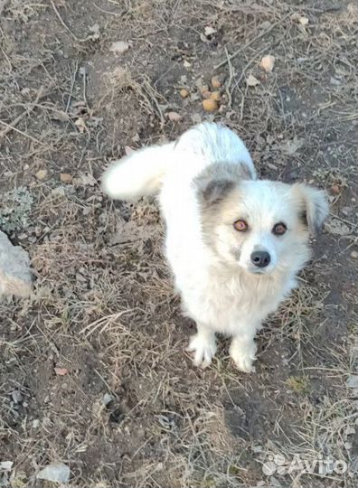 Ласковая стерилизованная девочка в добрые руки