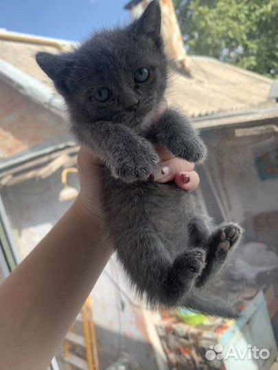 Британские котята