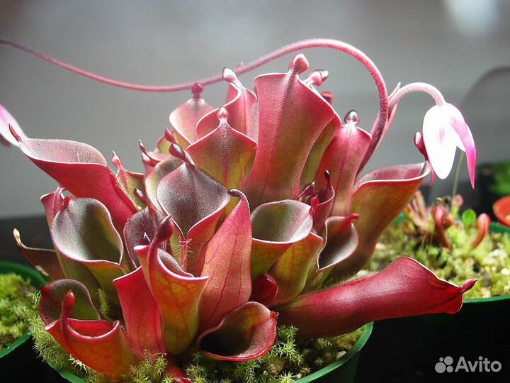 Drosera dionaea nepenthes семена