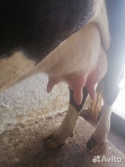 Коровы (тёлка, первотелка, нетели, бык)