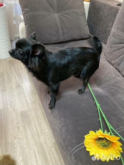 Вязка собак чихуахуа