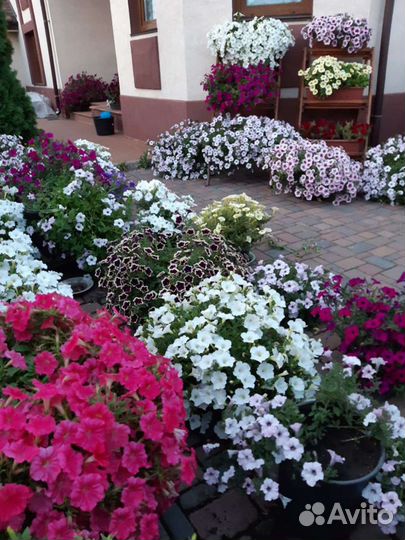 Петунии ампельные и каскадные