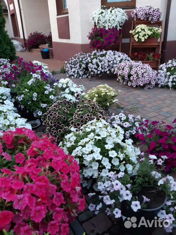 Петунии ампельные и каскадные