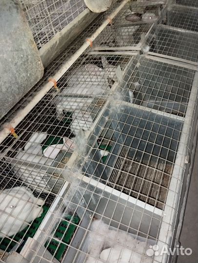 Клетки для кроликов