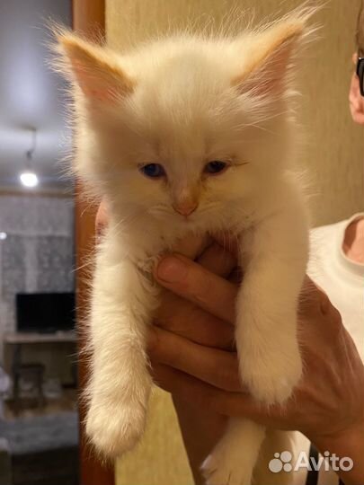 Котята ищут дом