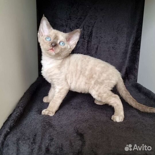 Котята девон-рекс