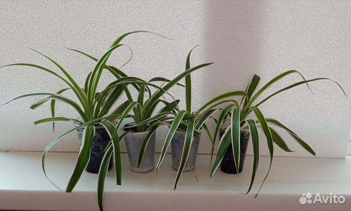 Хлорофитум Лаксум