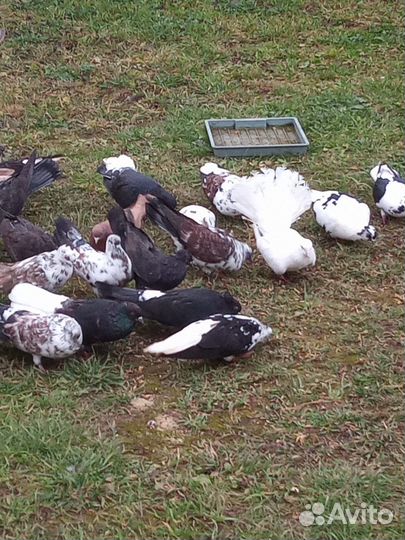 Птица голуби цесарки индейки