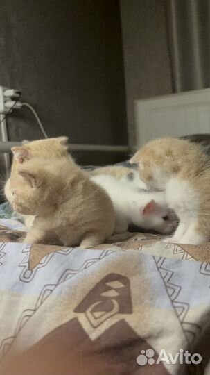 Продам котят