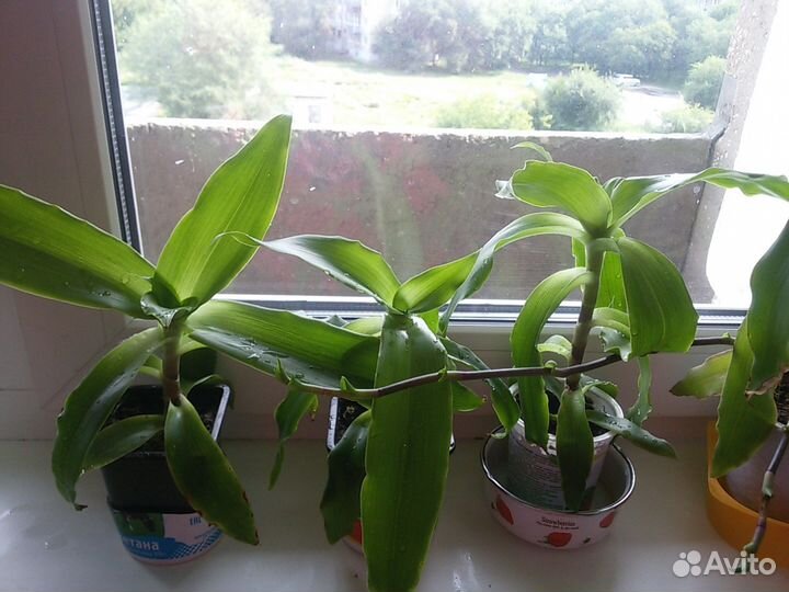 Лечебный золотой ус