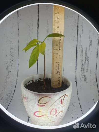 Авокадо комнатные цветы