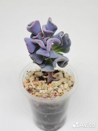 Эйхеверия Кубик Фрост