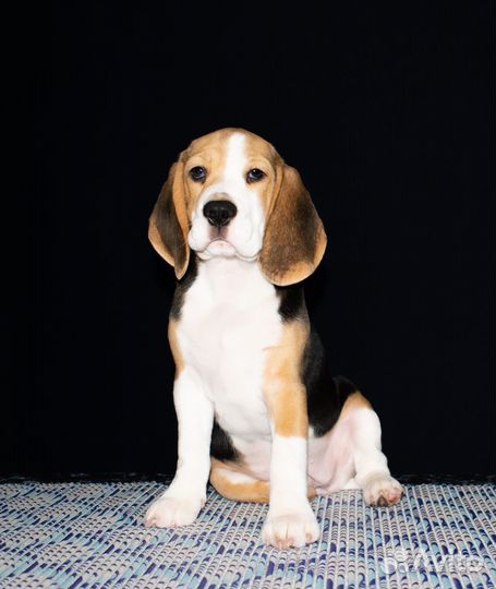 Щенки бигля