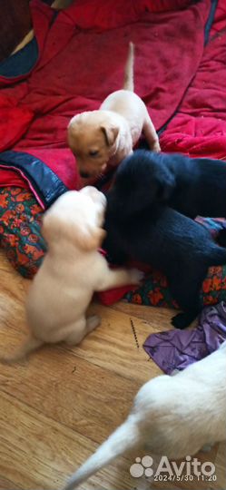 Продам щенков Лабрадора