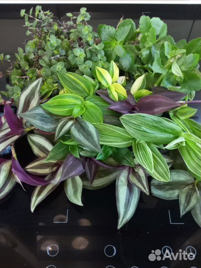 Комнатные растения цветы