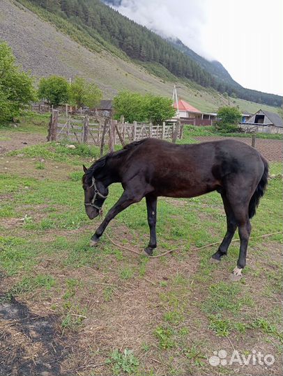 Жеребчик 2 года